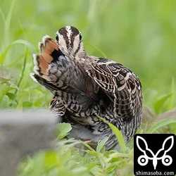 チュウジシギ