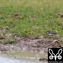 与那国空港近くで撮影。キタツメナガセキレイかシベリアツメナガセキレイの幼鳥と思われる個体(左)。右はツメナガセキレイ幼鳥。