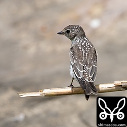 エゾビタキ幼鳥。成鳥に比べると警戒心がないので近くで観察、撮影できます。