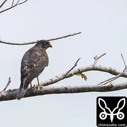 こちらも与那国島のアカハラダカ幼鳥。林道などで十数羽見たうち、成鳥は2羽だけでした。