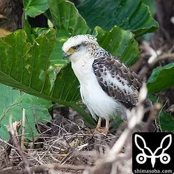 今季9羽目のカンムリワシ幼鳥