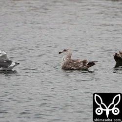左奥からシロカモメ、オオセグロカモメ、オオセグロカモメ第2回冬羽、オオセグロカモメ幼鳥。
