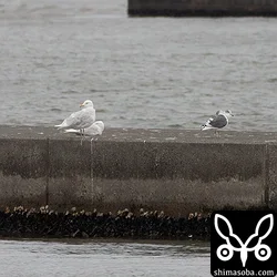 左にシロカモメ成鳥2羽。