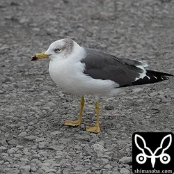 ウミネコ
