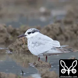 クロハラアジサシ