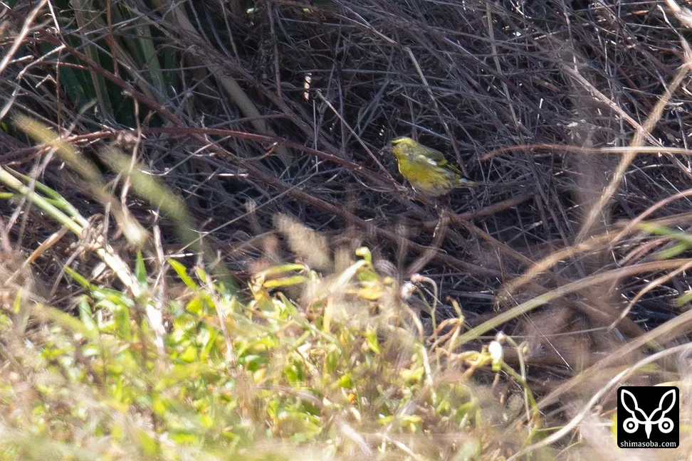 マヒワ
