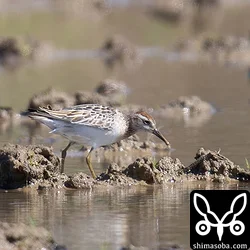 ウズラシギ
