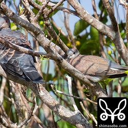 ベニバト(右)のオス第1回冬羽へ換羽中。左のキジバトよりひと回り小さいです。昨日はオス成鳥とメス成鳥だと思っていましたが、オスの成鳥と幼鳥だったようです。ベニバトもキジバトもツミやチョウゲンボウ、ハイタカなどの猛禽を警戒して出てこない。