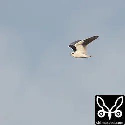 カタグロトビ