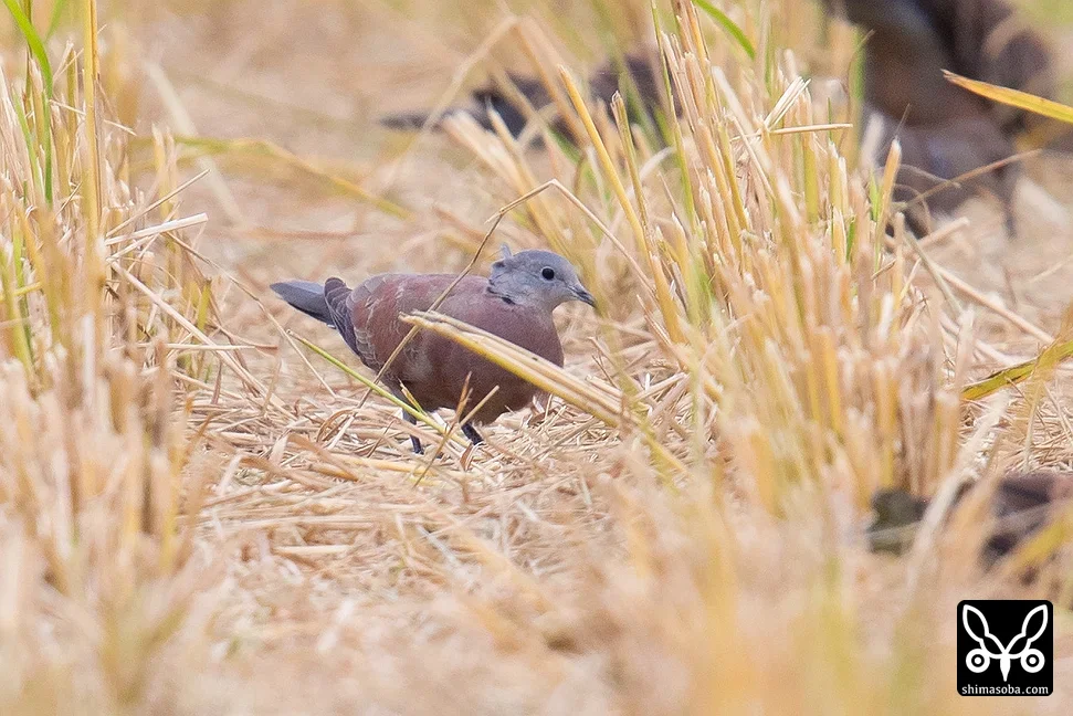 ベニバト