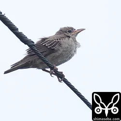 バライロムクドリ幼鳥。まだ第1回冬羽にもなっていませんが、このまま越冬してくれたらあの美しい夏羽が見られるかもしれません。2羽いるので期待。