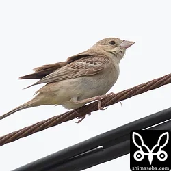 ズグロチャキンチョウ