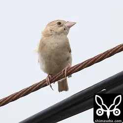 ズグロチャキンチョウ