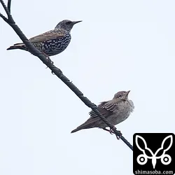 ホシムクドリと大きさ比べ。この個体の場合、わずかにバライロムクドリの方が小さいです。