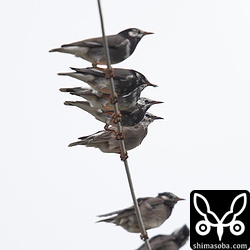 ムクドリは7羽の群れ。沖縄本島では局所的に繁殖していますが、石垣島では少ない冬鳥です。