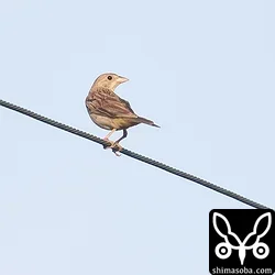 ズグロチャキンチョウ