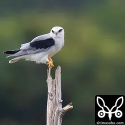 カタグロトビ