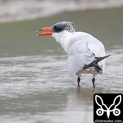 オニアジサシ