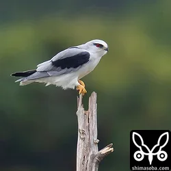 カタグロトビ