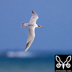 美しい石垣島の海をバックに飛翔するオニアジサシ。
