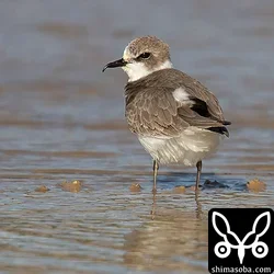 超珍鳥のワシチドリ発見!!