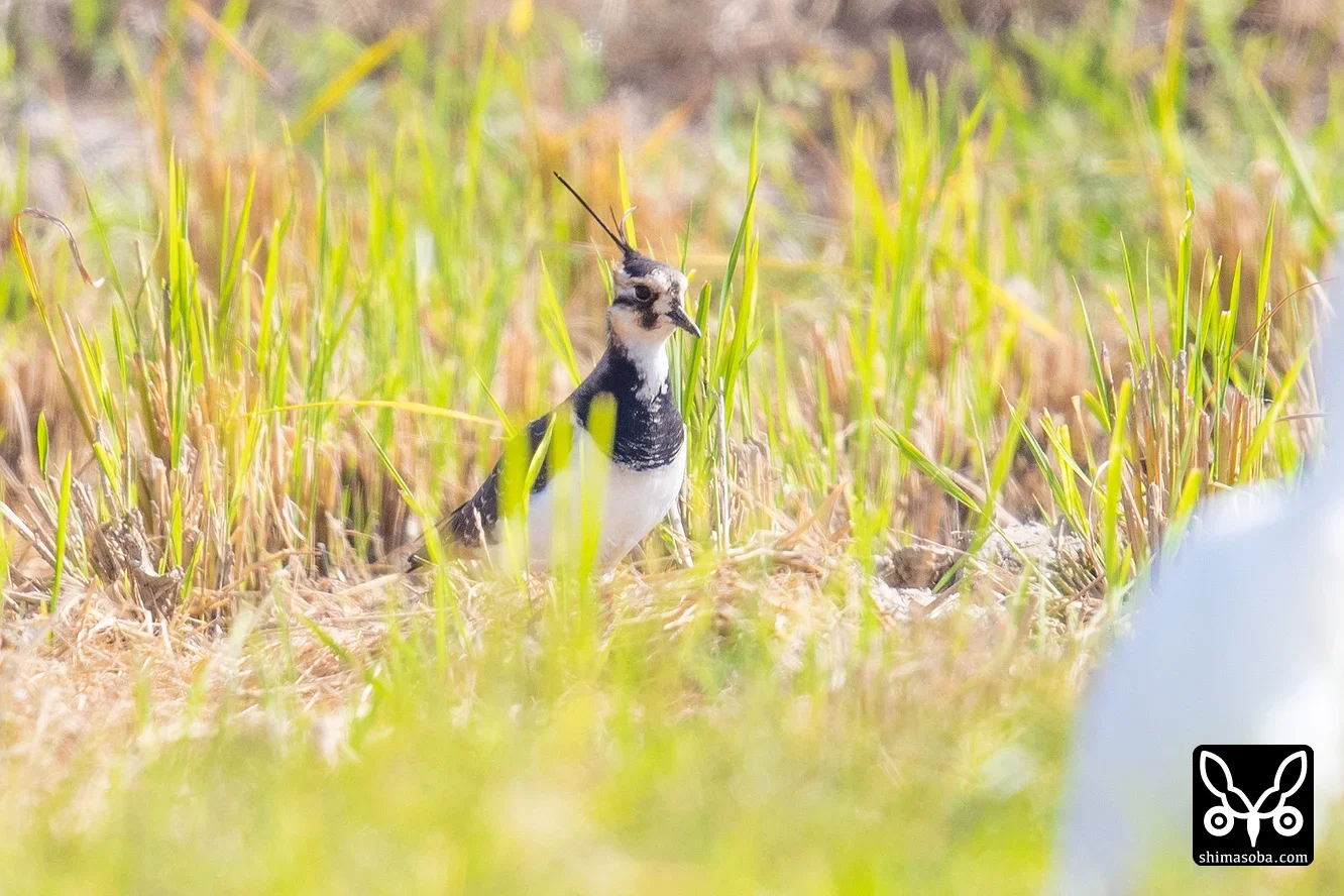 タゲリ
