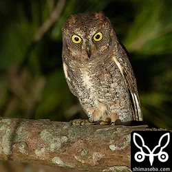 久しぶりの夜探でコノハズクとアオバズク