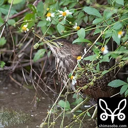 リュウキュウヨシゴイ
