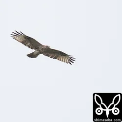 ノスリ幼鳥。ノスリは3羽確認。今年の石垣島はノスリが多いのですが与那国島も多いのかもしれません。