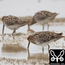 第1回冬羽に変わるこの頃から成鳥と幼鳥の見分けが難しくなります。摩耗した雨覆から第1回冬羽でしょうか。