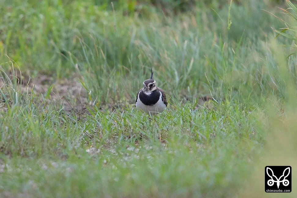 タゲリ