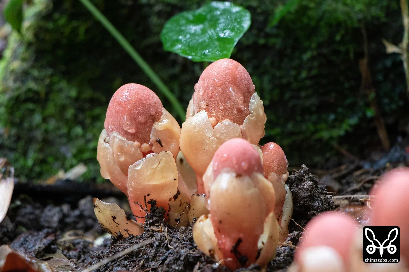 リュウキュウツチトリモチ