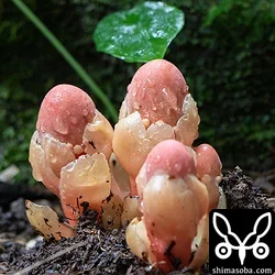 リュウキュウツチトリモチ