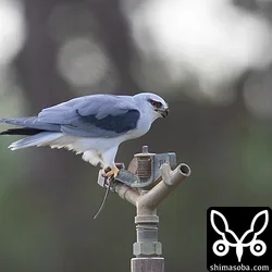 カタグロトビ