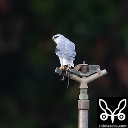 カタグロトビ