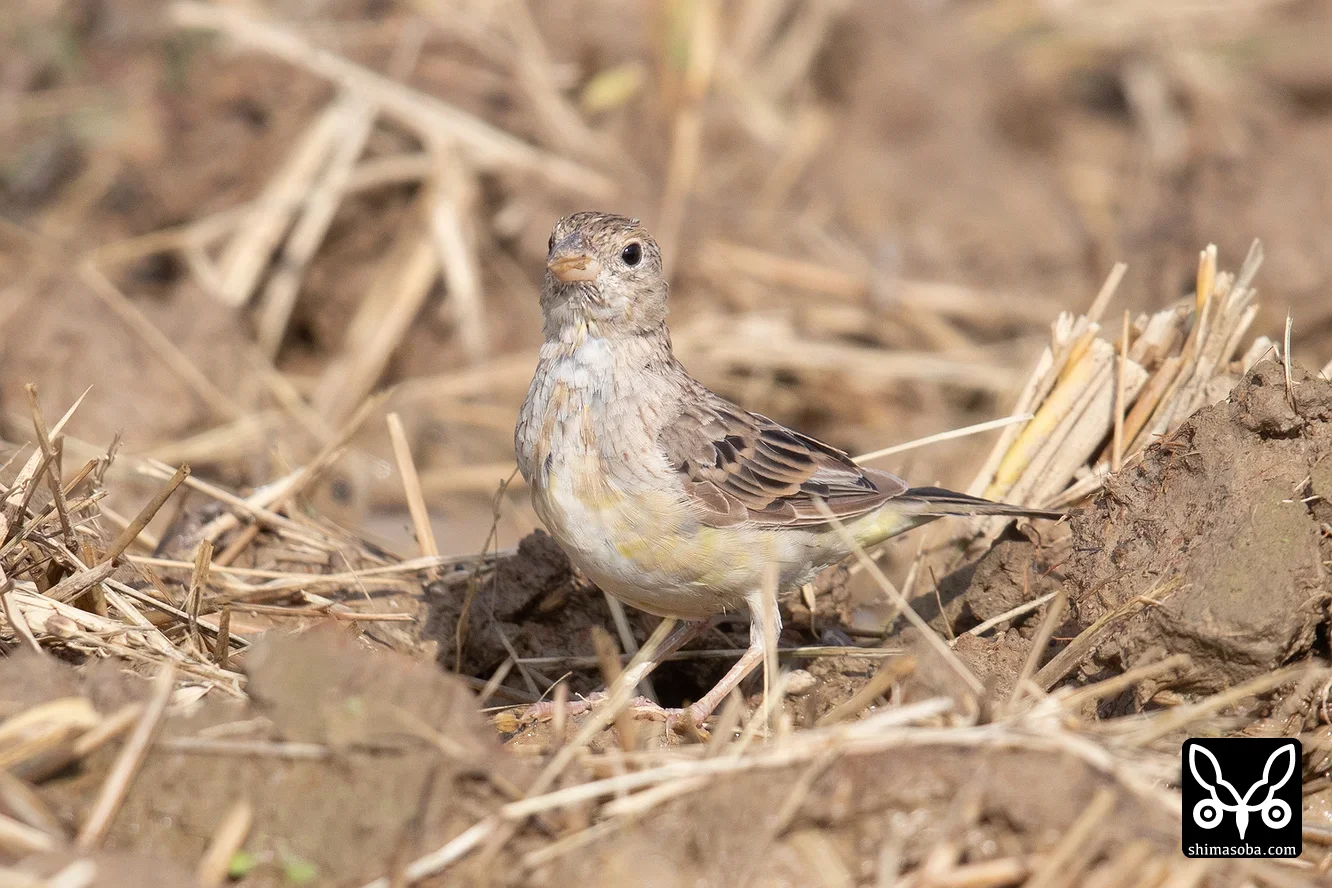 ズグロチャキンチョウ