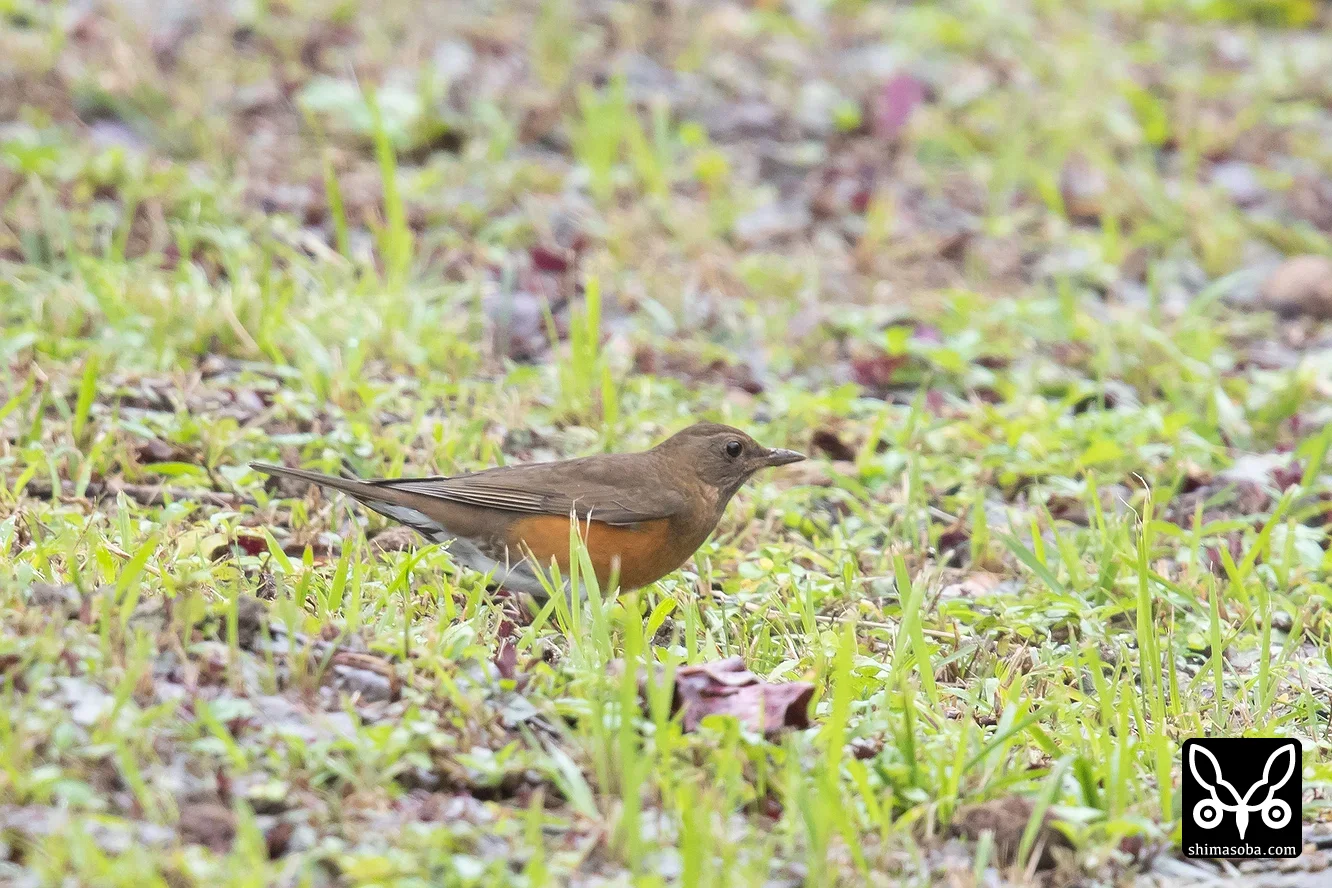 アカハラ