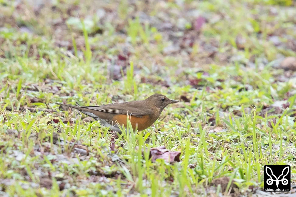アカハラ