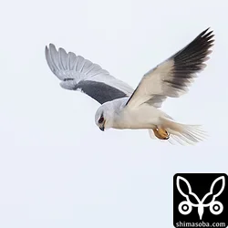 カタグロトビ