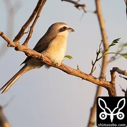 シマアカモズの成鳥メス。