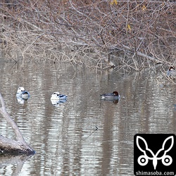 池の奥にはミコアイサが6羽。真ん中の個体はオスの第1回冬羽かな。
