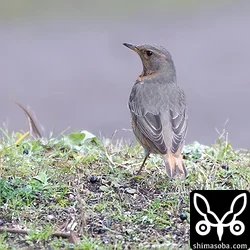 ハチジョウツグミ