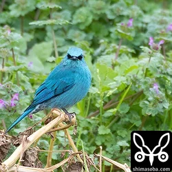 ロクショウヒタキ