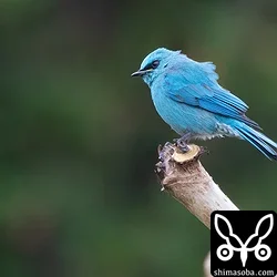 ロクショウヒタキ