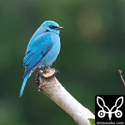 ロクショウヒタキ