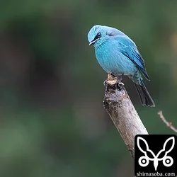 ロクショウヒタキ