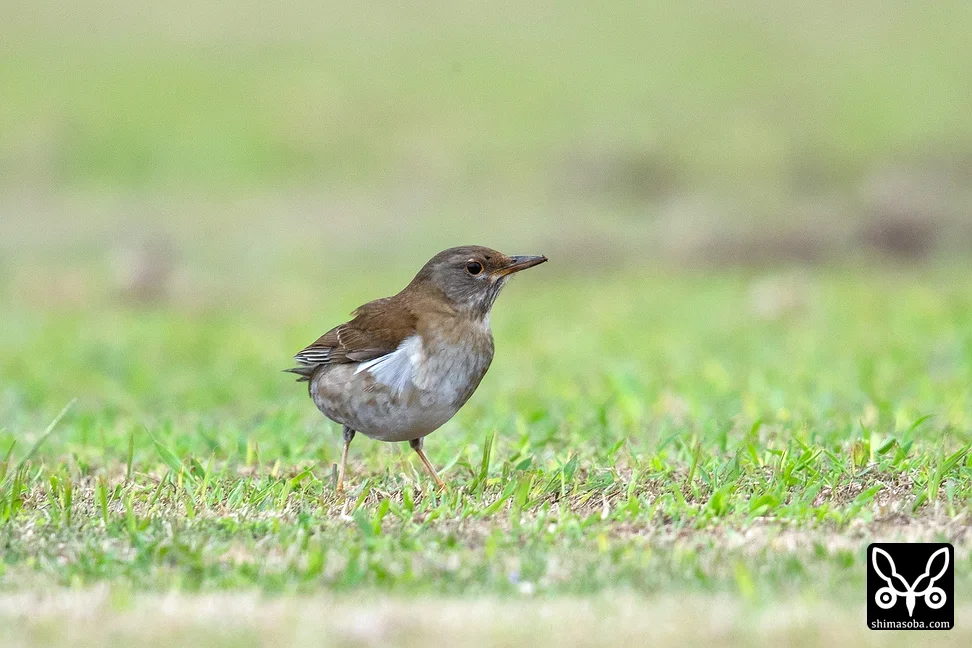 シロハラ