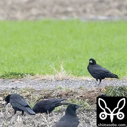 ミヤマガラスは数十羽の大きな群れが田んぼに降りていた。
