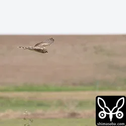 ハイイロチュウヒのメス。オスもいたが写真には撮れず。