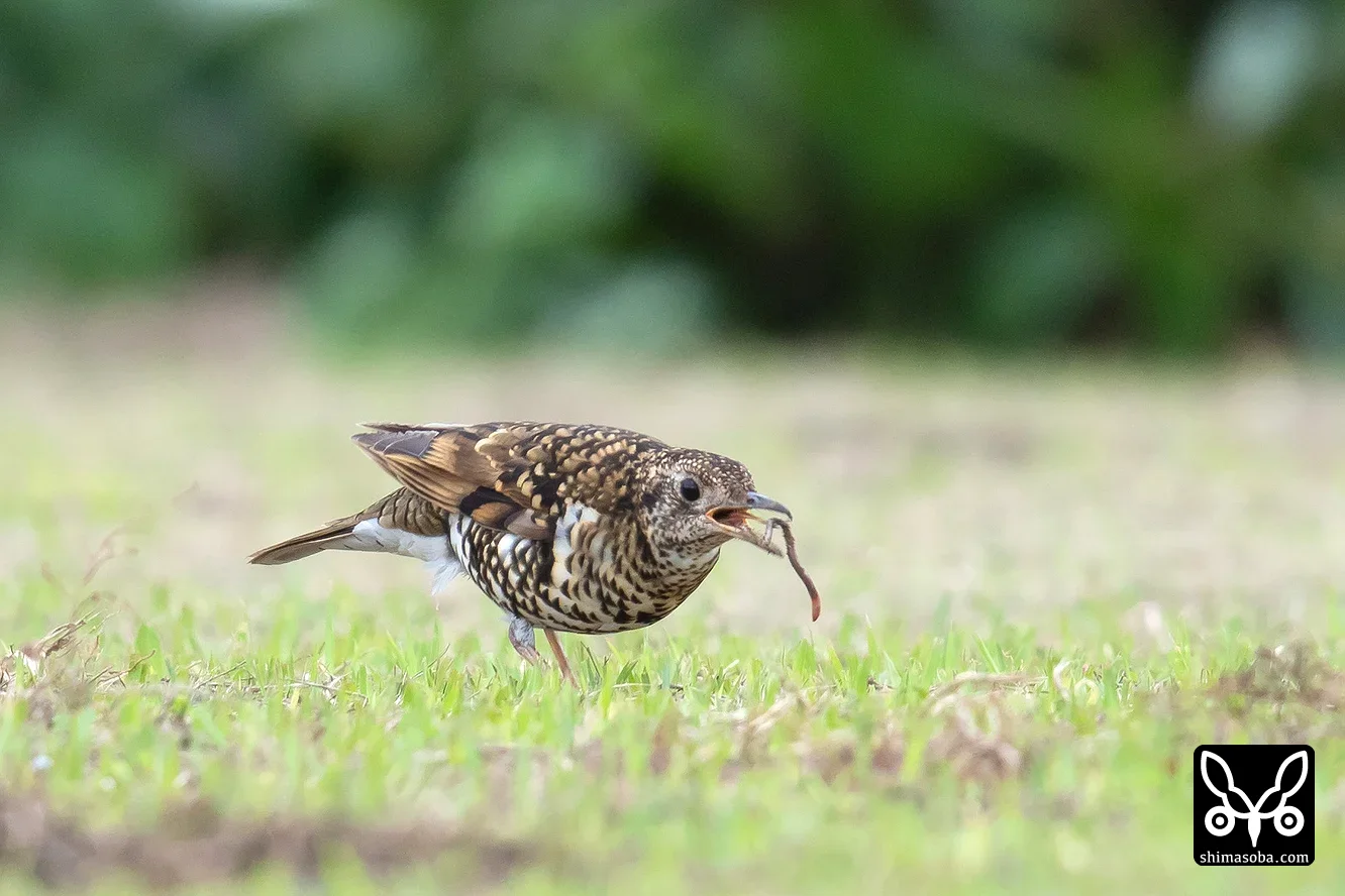トラツグミ